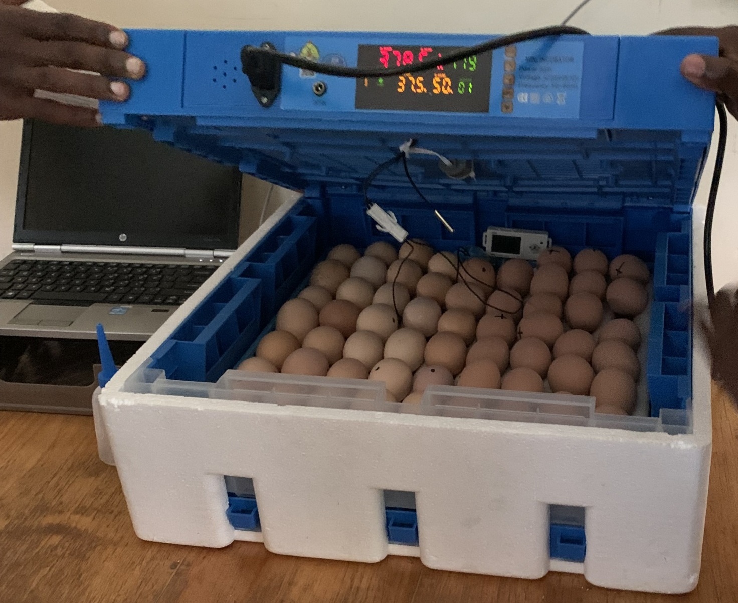 An egg incubator shaped like a box. Inside are around 80 eggs. Two hands are lifting up the lid.