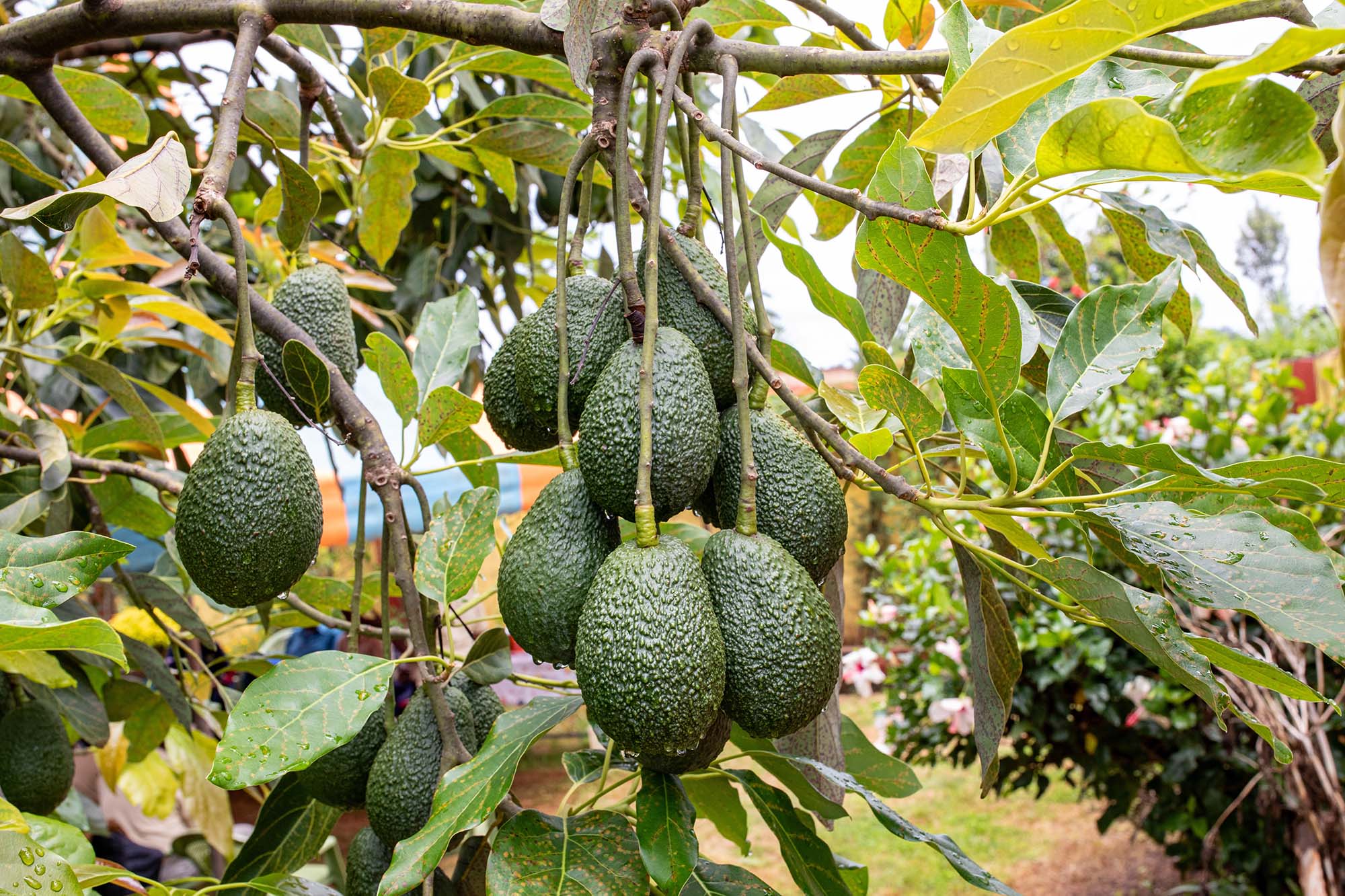 Avocados growing in a bunch on a branch in a sunny climate.